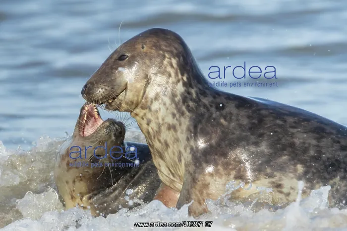 : Grey (Halichoerus grypus) seal two adult animals : Grey (Halichoerus grypus) seal two adult animals
