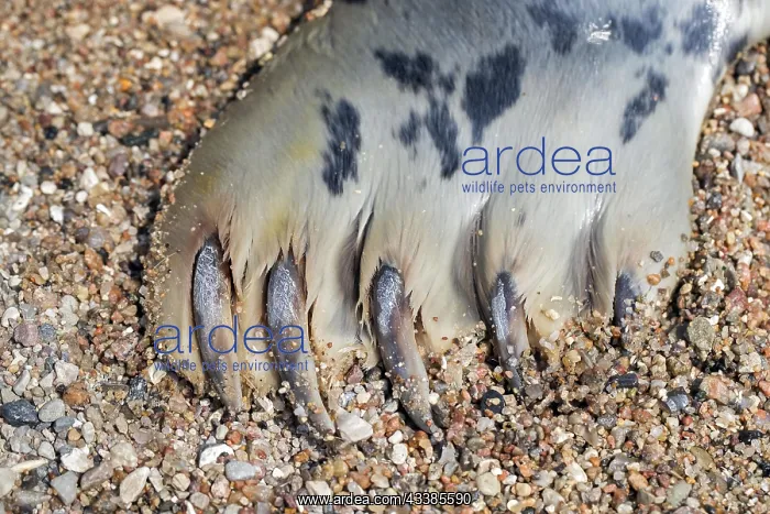 : Grey (Halichoerus grypus) seal, gray seal close-up : Grey (Halichoerus grypus) seal, gray seal close-up