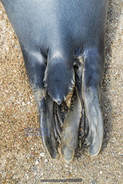: Grey (Halichoerus grypus) seal, gray seal close-up : Grey (Halichoerus grypus) seal, gray seal close-up