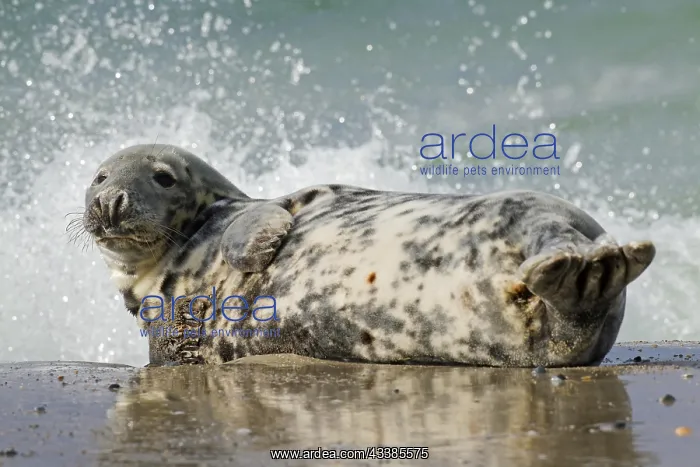: Grey (Halichoerus grypus) seal, gray seal female : Grey (Halichoerus grypus) seal, gray seal female