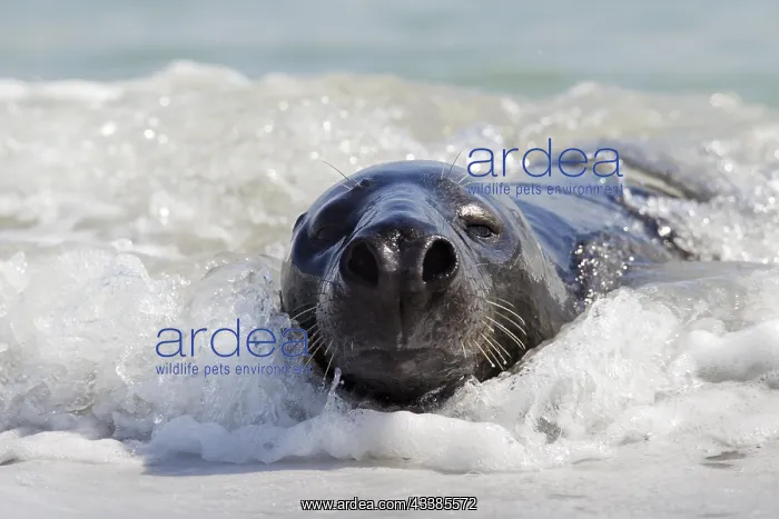 : Grey (Halichoerus grypus) seal, gray seal lying : Grey (Halichoerus grypus) seal, gray seal lying