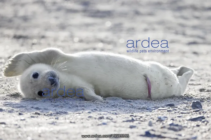 : Grey (Halichoerus grypus) seal, gray seal newborn : Grey (Halichoerus grypus) seal, gray seal newborn