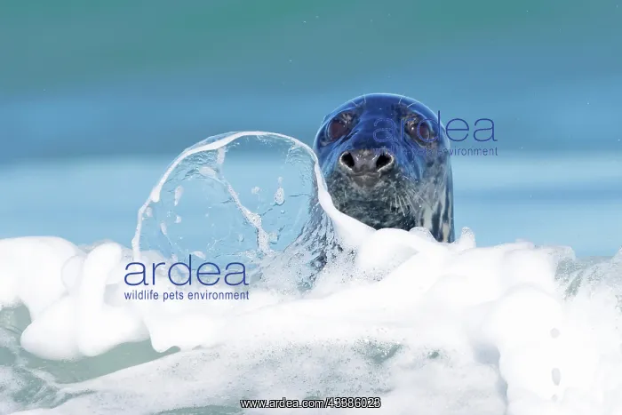: Grey (Halichoerus grypus) seal looks curiously o : Grey (Halichoerus grypus) seal looks curiously o