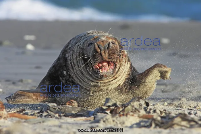 : Grey (Halichoerus grypus) seal, male, aggressive : Grey (Halichoerus grypus) seal, male, aggressive