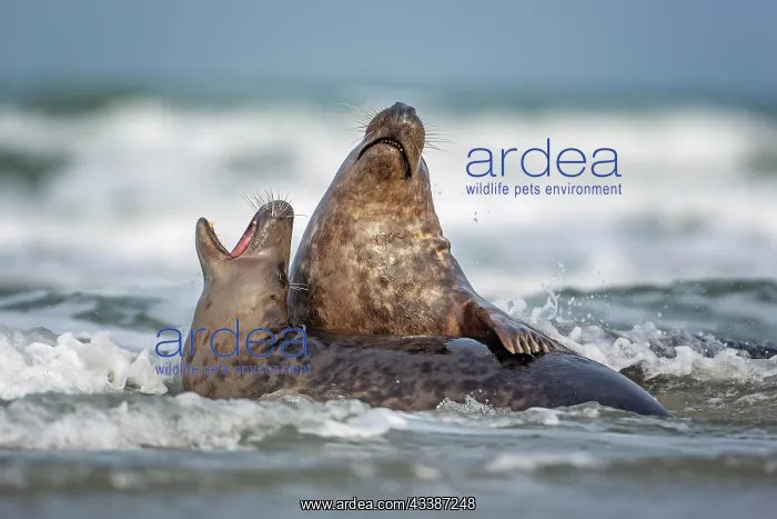 : Grey (Halichoerus grypus) seal playing young bulls : Grey (Halichoerus grypus) seal playing young bulls