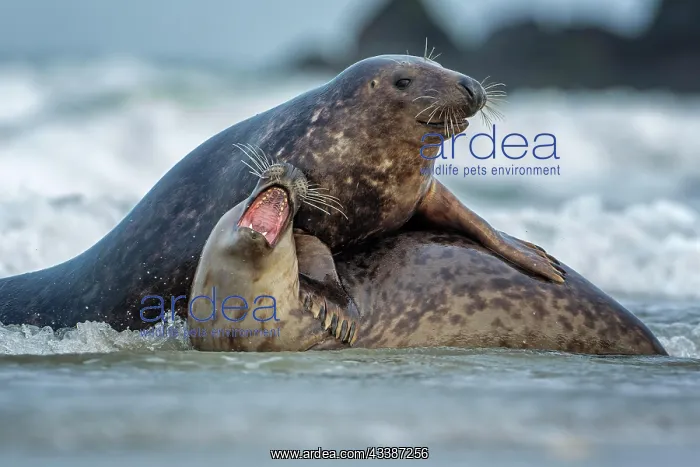 : Grey (Halichoerus grypus) seal playing young bulls : Grey (Halichoerus grypus) seal playing young bulls