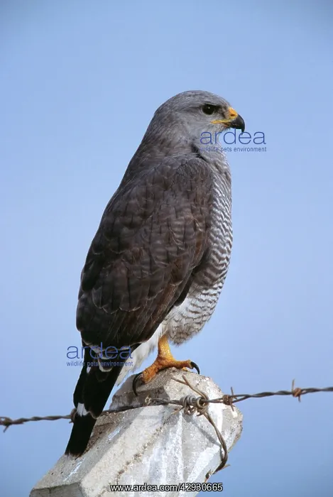 : Grey HAWK - adult perched on post : Grey HAWK - adult perched on post