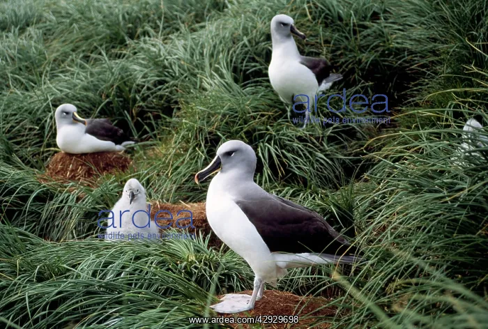 : GREY-HEADED ALBATROSS : GREY-HEADED ALBATROSS