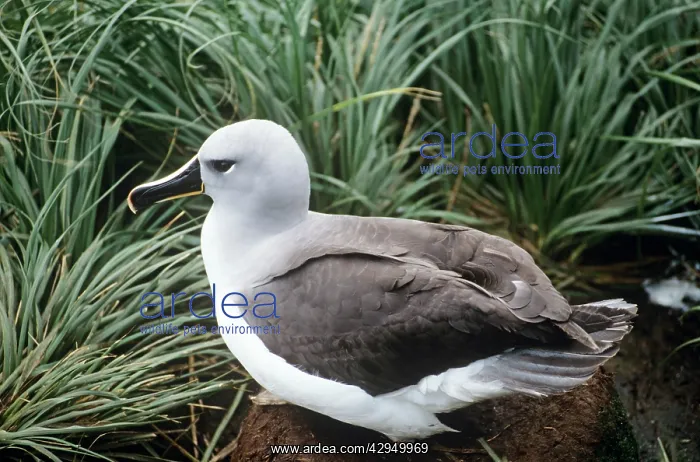 : Grey-Headed Albatross : Grey-Headed Albatross