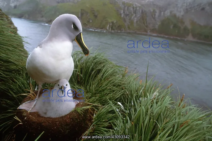 : Grey-headed Albatross : Grey-headed Albatross