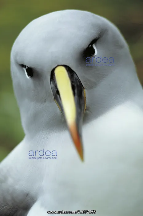 : Grey Headed Albatross : Grey Headed Albatross