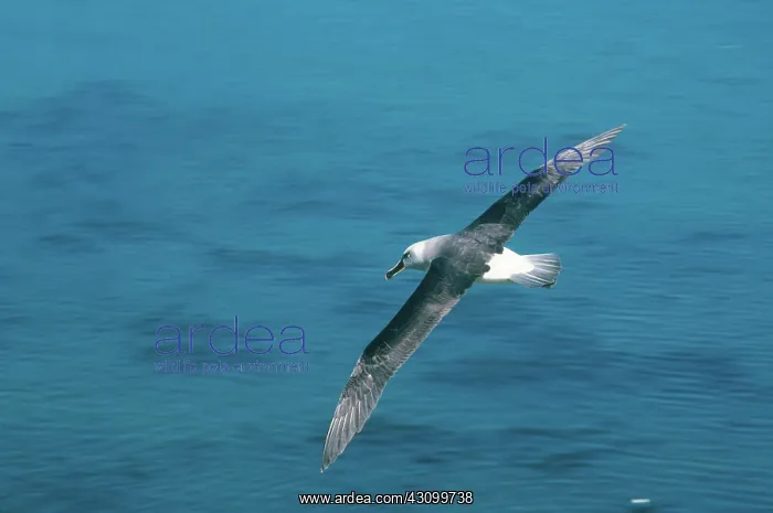 : Grey-headed Albatross : Grey-headed Albatross