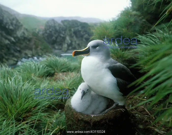 : Grey-headed Albatross : Grey-headed Albatross