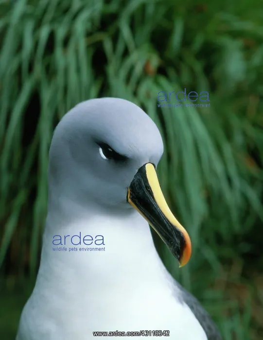: Grey-headed Albatross : Grey-headed Albatross