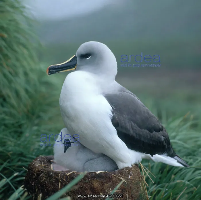 : Grey-headed Albatross : Grey-headed Albatross