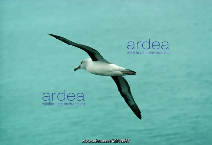 : Grey-headed Albatross - In flight : Grey-headed Albatross - In flight