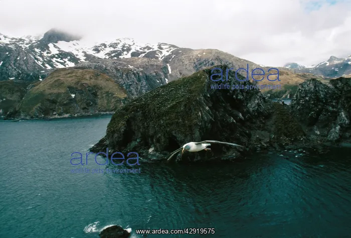 : Grey-headed Albatross - in flight : Grey-headed Albatross - in flight
