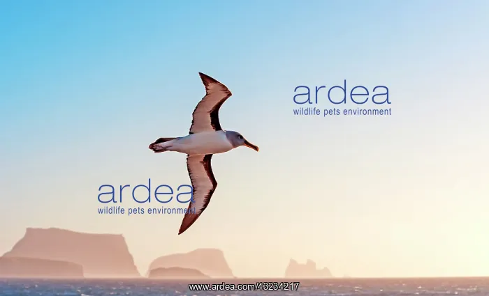 : Grey-headed Albatross in flight with rocks in the : Grey-headed Albatross in flight with rocks in the