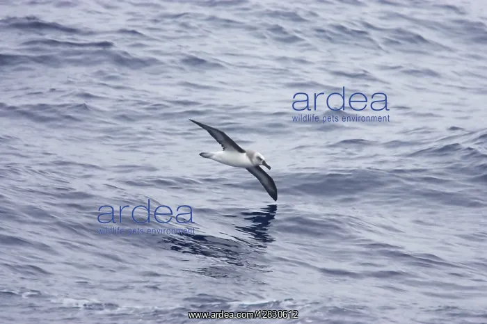: Grey Headed Albatross - In flight over sea : Grey Headed Albatross - In flight over sea
