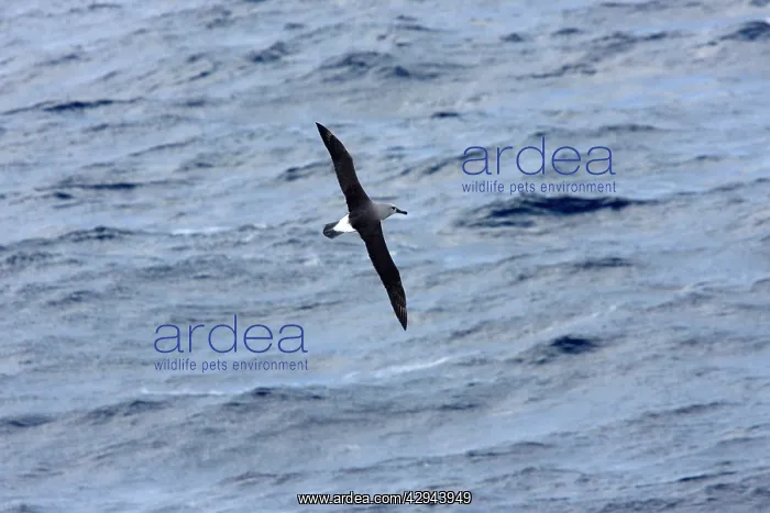 : Grey-Headed Albatross - Flying over sea : Grey-Headed Albatross - Flying over sea