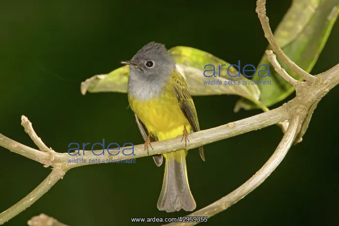 : Grey-headed Canary-Flycatcher : Grey-headed Canary-Flycatcher