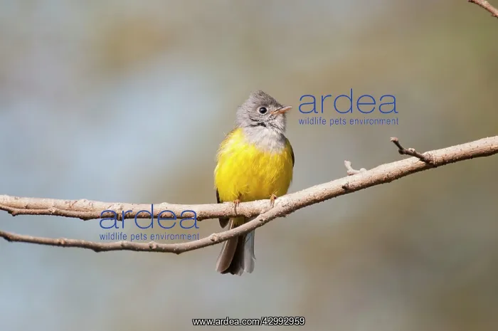 : Grey-headed Canary Flycatcher : Grey-headed Canary Flycatcher