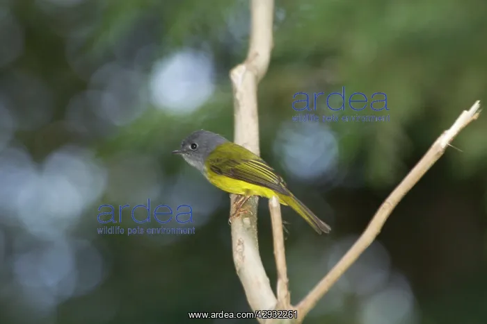 : Grey-headed Canary Flycatcher - Inhabits forests : Grey-headed Canary Flycatcher - Inhabits forests