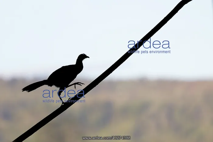 : Grey-headed Chachalaca - Silhouette Ortalis cinereiceps Cart : Grey-headed Chachalaca - Silhouette Ortalis cinereiceps Cart