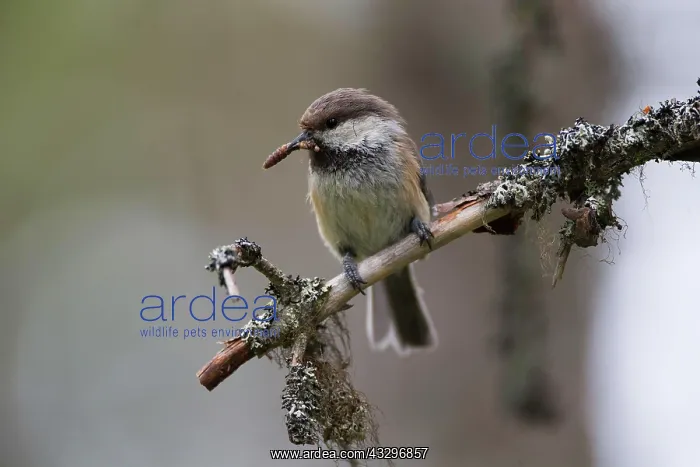 : Grey-headed chickadee (Poecile cinctus) with food : Grey-headed chickadee (Poecile cinctus) with food