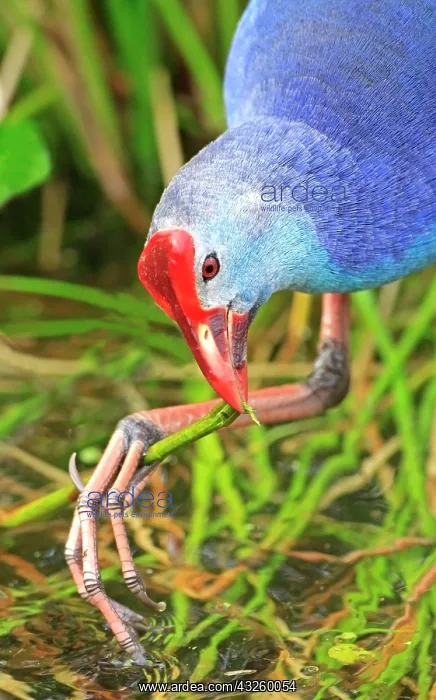  : Grey-headed Crake, purple swamphen (Porphyrio porphyrio)