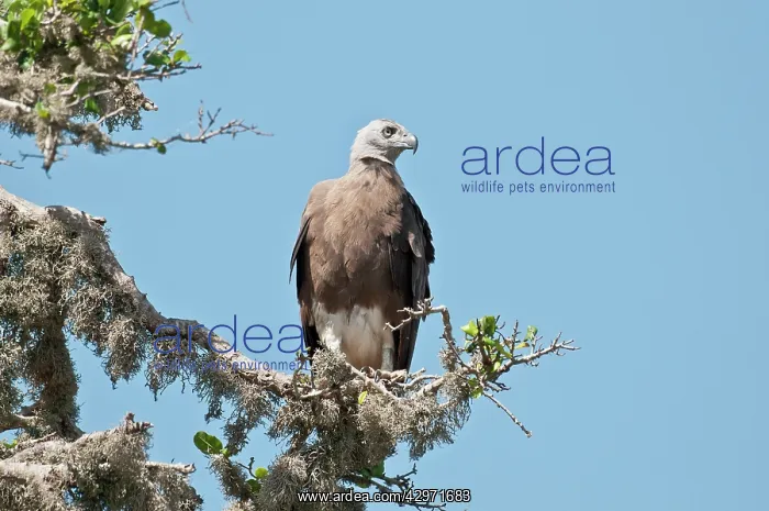 : Grey-headed Fish Eagle - perched on lichen covered branch : Grey-headed Fish Eagle - perched on lichen covered branch