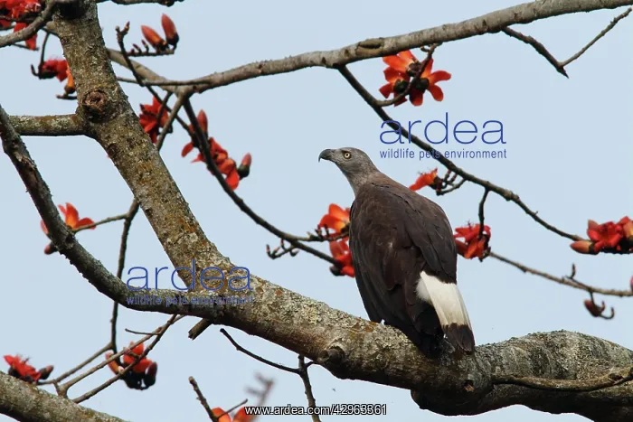 : Grey-headed Fishing Eagle : Grey-headed Fishing Eagle