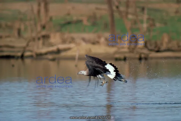 : Grey headed Fishing / Grey-headed Fish Eagle - fishing : Grey headed Fishing / Grey-headed Fish Eagle - fishing