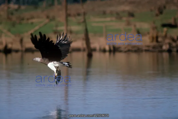 : Grey headed Fishing / Grey-headed Fish Eagle - fishing : Grey headed Fishing / Grey-headed Fish Eagle - fishing