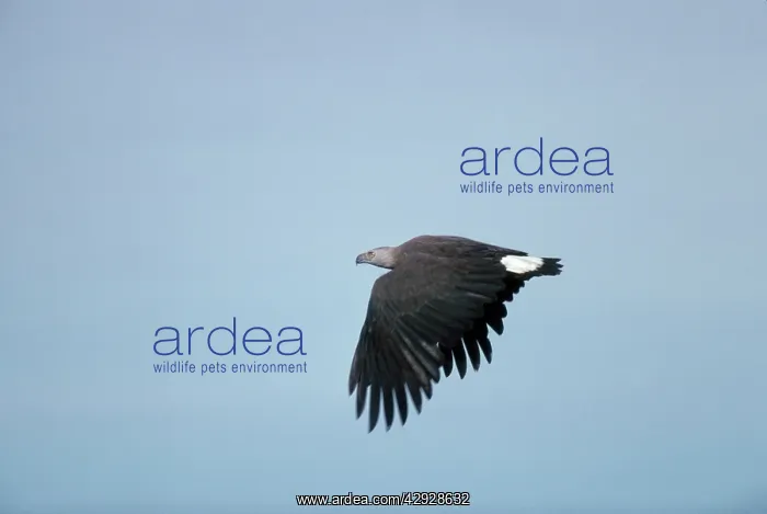: Grey headed Fishing / Grey-headed Fish Eagle - in flight : Grey headed Fishing / Grey-headed Fish Eagle - in flight