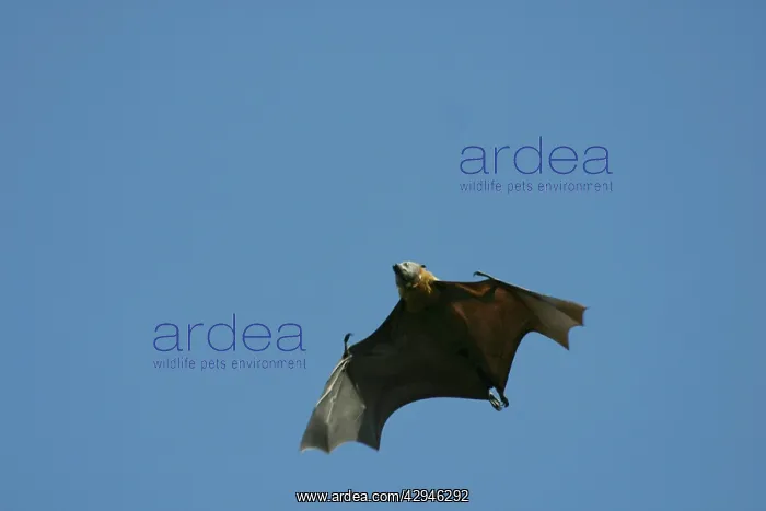 : Grey-headed Flying Fox : Grey-headed Flying Fox
