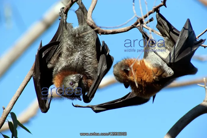 : Grey-headed Flying Fox : Grey-headed Flying Fox