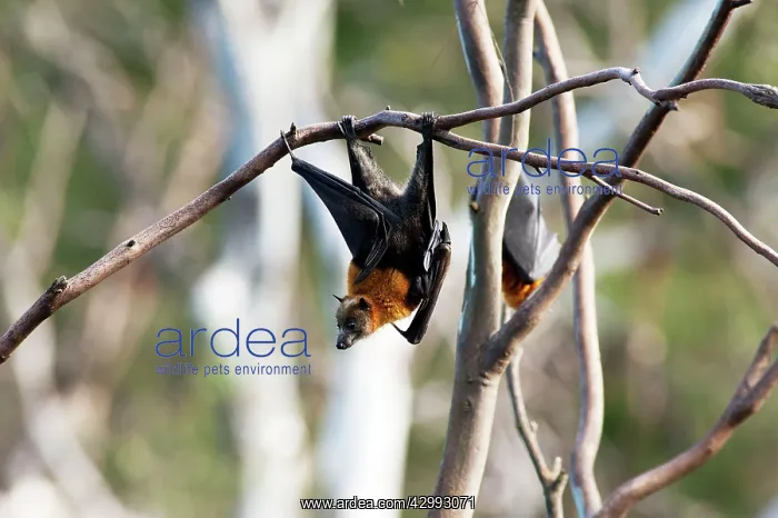 : Grey-headed Flying Fox : Grey-headed Flying Fox