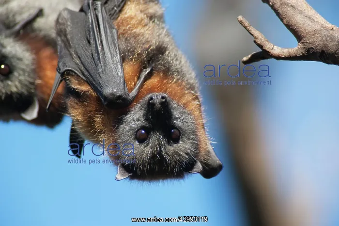 : Grey-headed Flying Fox : Grey-headed Flying Fox