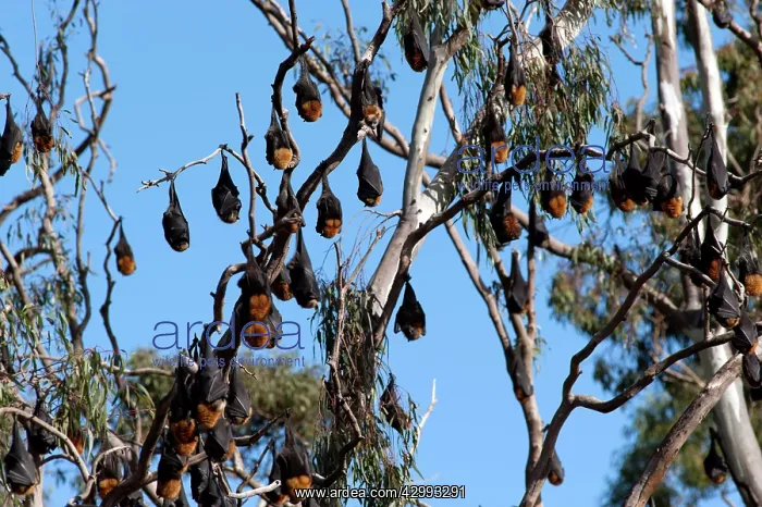 : Grey-headed Flying Fox : Grey-headed Flying Fox