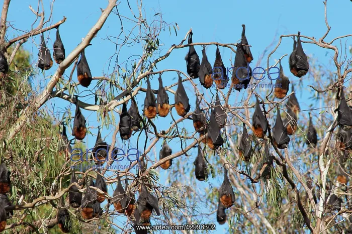 : Grey-headed Flying Fox : Grey-headed Flying Fox