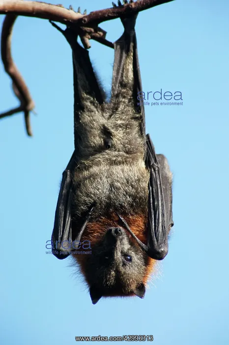 : Grey-headed Flying Fox : Grey-headed Flying Fox