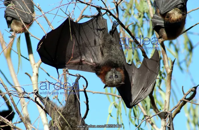 : Grey-headed Flying Fox : Grey-headed Flying Fox