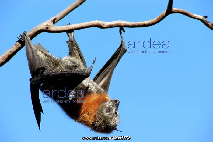 : Grey-headed Flying Fox : Grey-headed Flying Fox