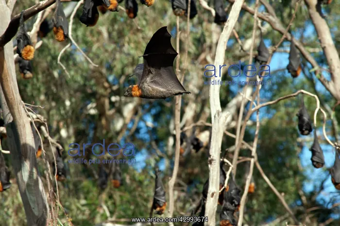 : Grey-headed Flying Fox : Grey-headed Flying Fox