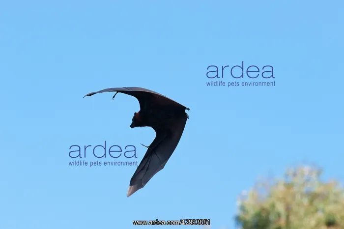 : Grey-headed Flying Fox : Grey-headed Flying Fox