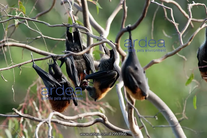 : Grey-headed Flying Fox : Grey-headed Flying Fox