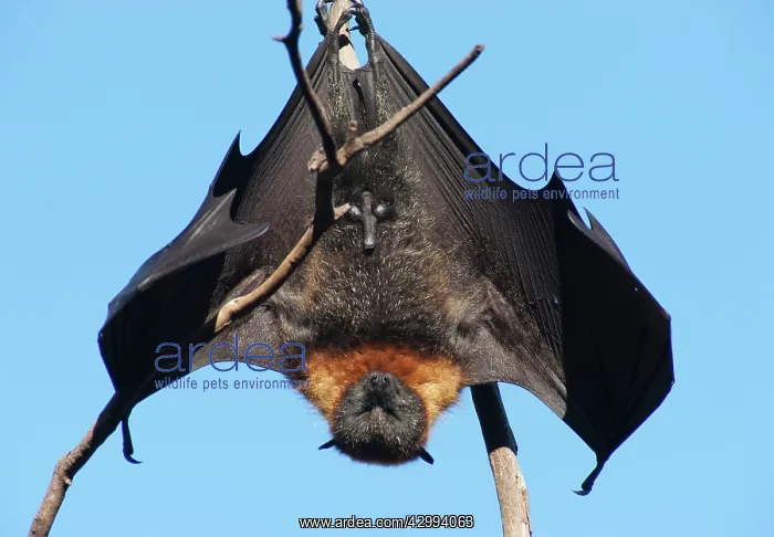 : Grey-headed Flying Fox : Grey-headed Flying Fox