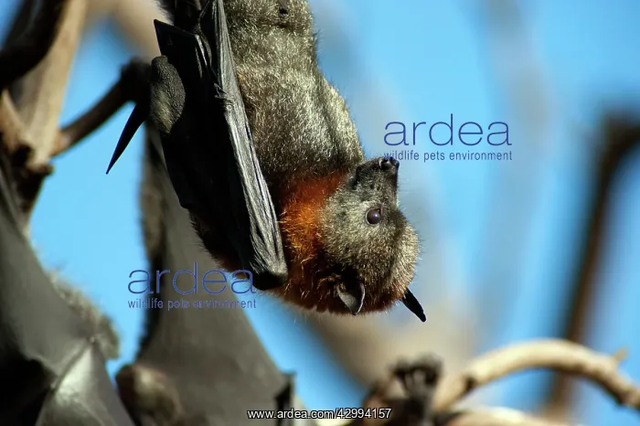 : Grey-headed Flying Fox : Grey-headed Flying Fox