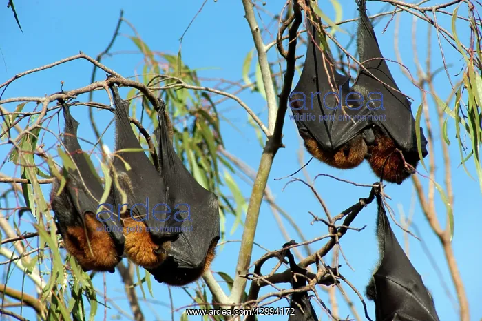 : Grey-headed Flying Fox : Grey-headed Flying Fox